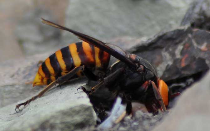 虎頭蜂蟄到會死人嗎? 虎頭蜂