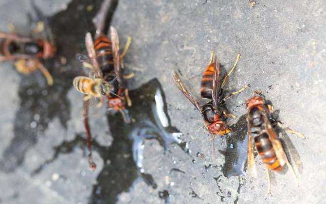 黃腳虎頭蜂的毒性強嗎? 黃腳虎頭蜂