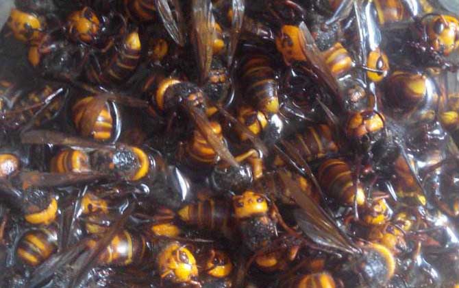 虎頭蜂酒的功效與作用及制作方法 虎頭蜂酒