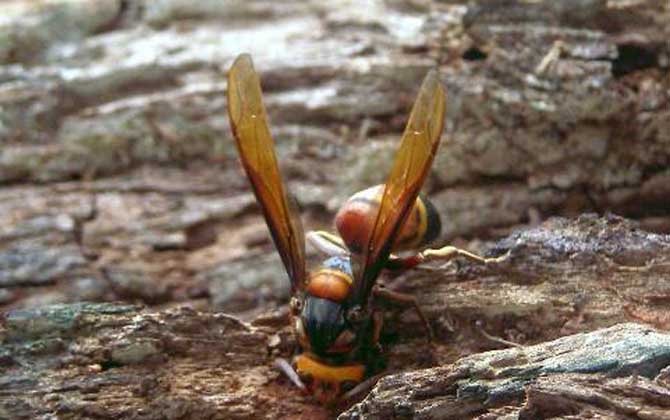 虎頭蜂一只多少人民幣? 虎頭蜂