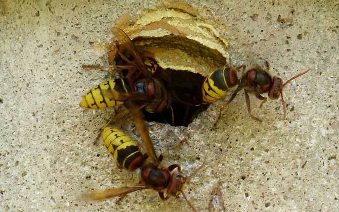 虎頭蜂是益蟲還是害蟲? 虎頭蜂