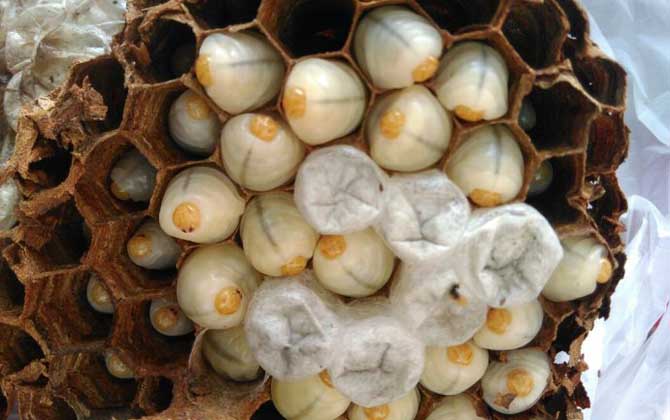 虎頭蜂是益蟲還是害蟲? 虎頭蜂