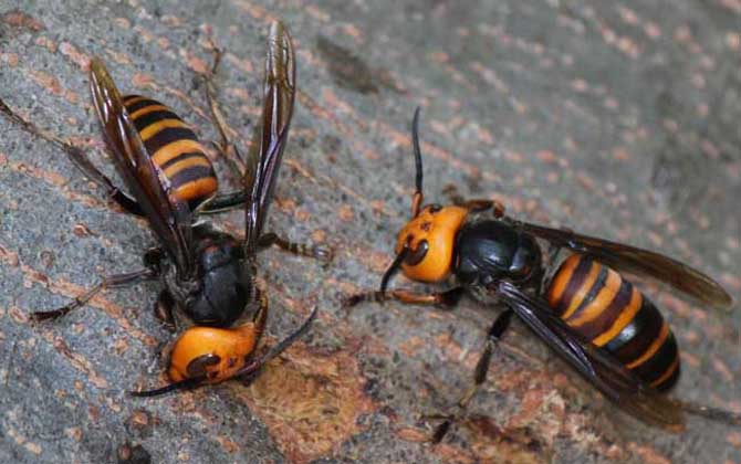 哪種虎頭蜂的毒性最強? 中國大虎頭蜂