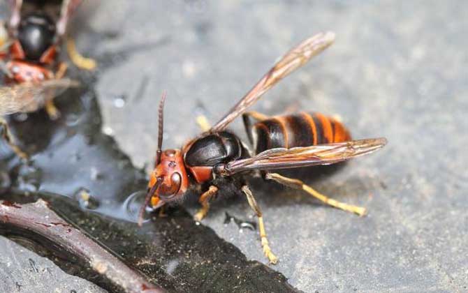 哪種虎頭蜂的毒性最強? 黃腳虎頭蜂