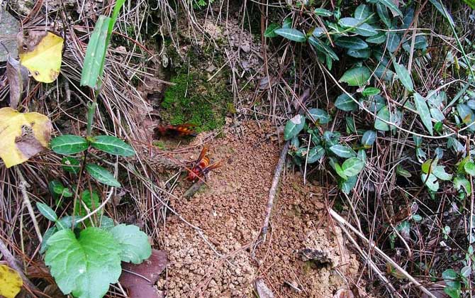 虎頭蜂vs日本大黃蜂誰厲害? 虎頭蜂