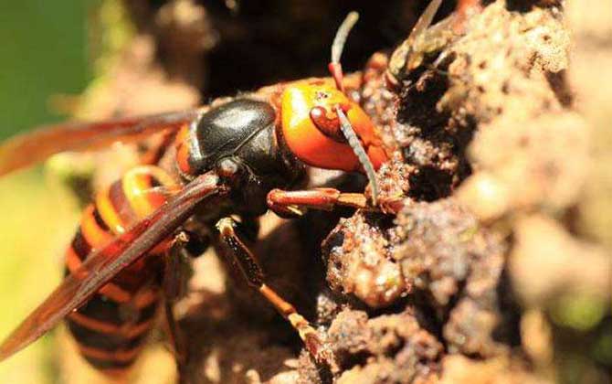 虎頭蜂vs日本大黃蜂誰厲害? 虎頭蜂