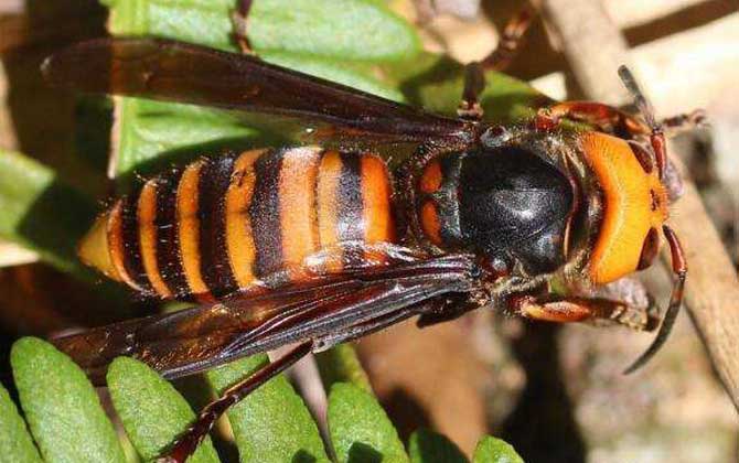 被一只虎頭蜂蟄了會死嗎? 虎頭蜂