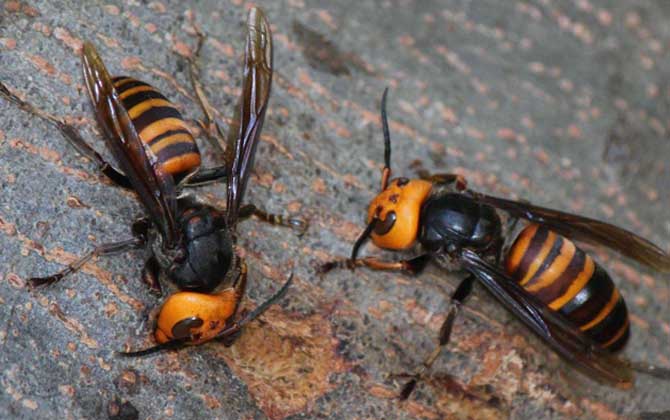 被一只虎頭蜂蟄了會死嗎? 虎頭蜂