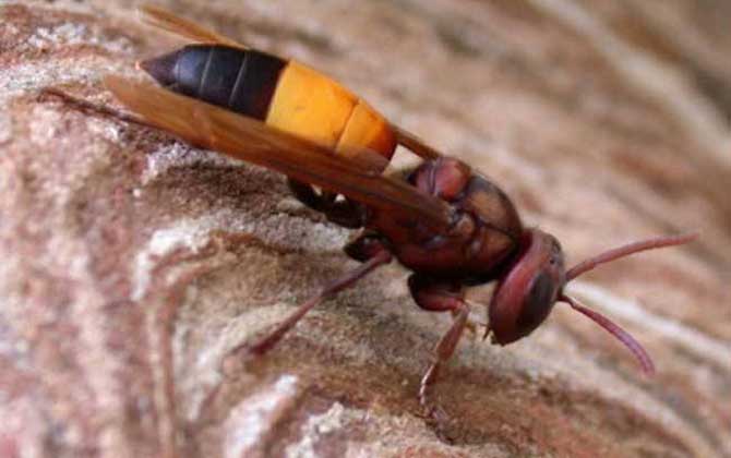 被一只虎頭蜂蟄了會死嗎? 虎頭蜂