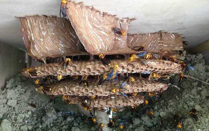 地雷蜂和虎頭蜂哪個(gè)厲害? 虎頭蜂