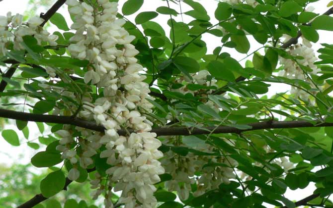 春季有哪些主要蜜源植物? 刺槐