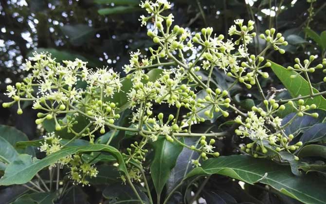 冬季有哪些主要蜜源植物? 鴨腳木