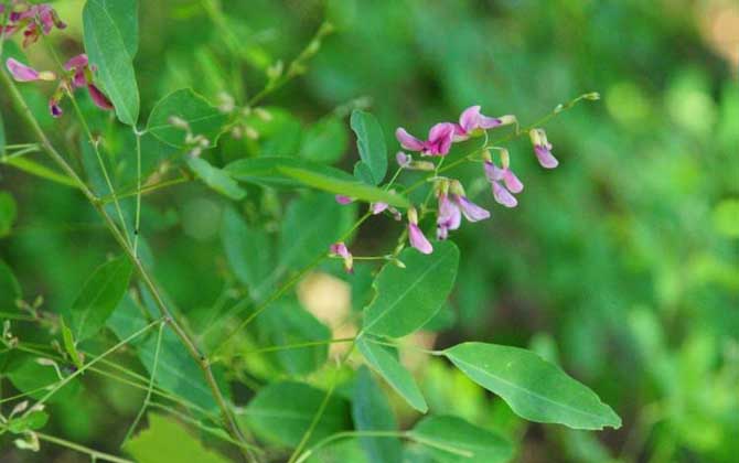 秋季有哪些主要蜜源植物? 胡枝子