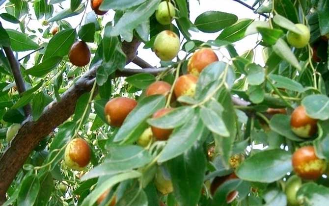 哪種蜜源植物的花期最長? 棗樹