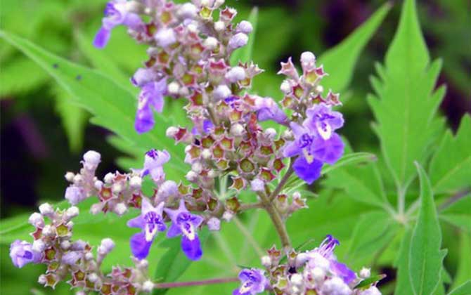 哪種蜜源植物的花期最長? 荊條