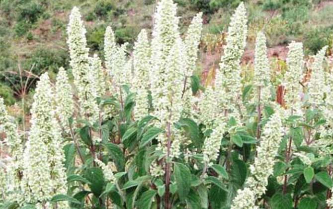 哪種蜜源植物的花期最長? 野壩子