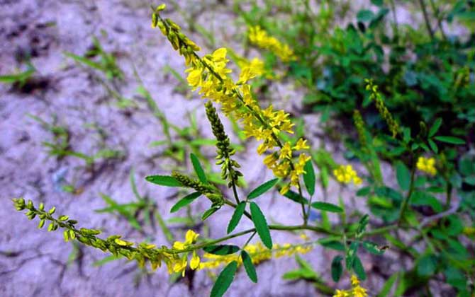 草木樨什么時候開花? 草木樨