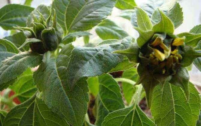 向日葵什么時候開花? 向日葵