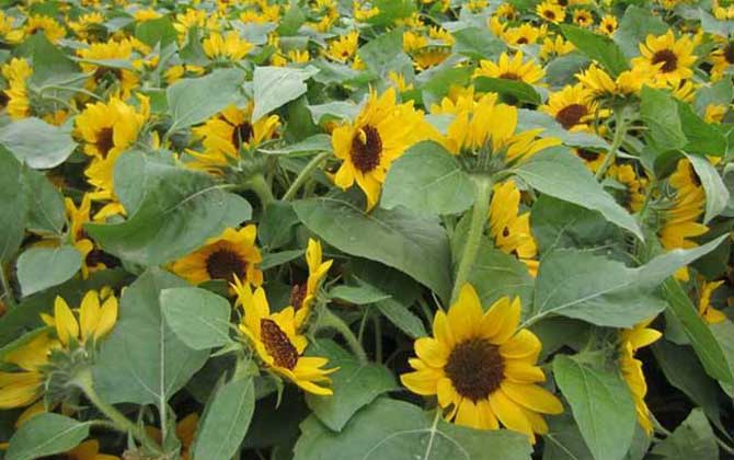 向日葵什么時候開花? 向日葵