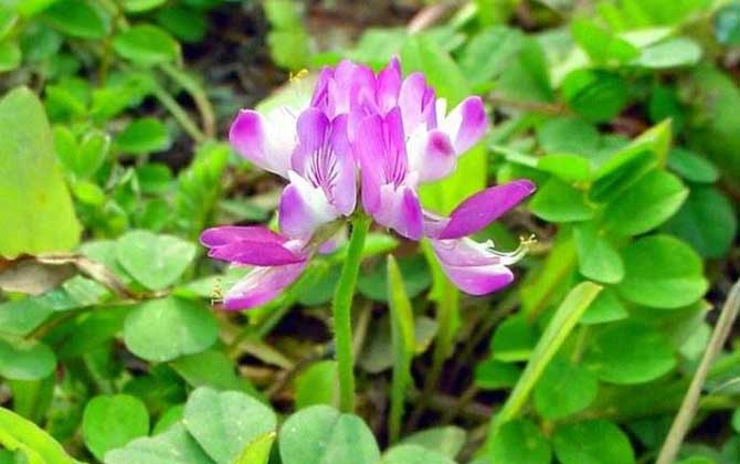 紫云英什么時候開花? 紫云英