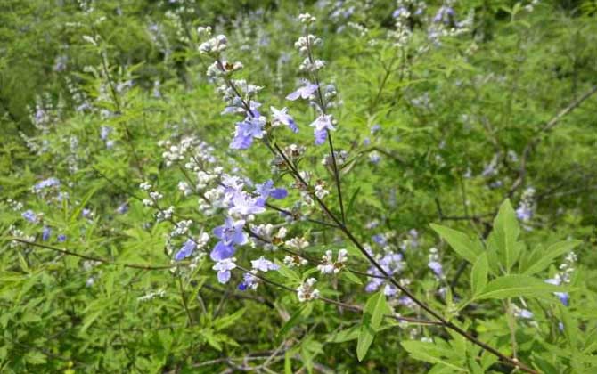 荊條什么時候開花? 荊條