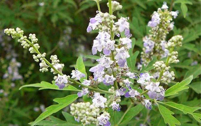 荊條什么時候開花? 荊條