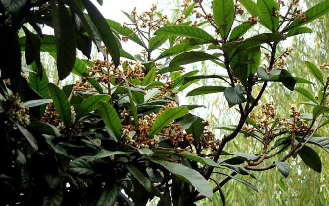 枇杷什么時(shí)候開花? 枇杷