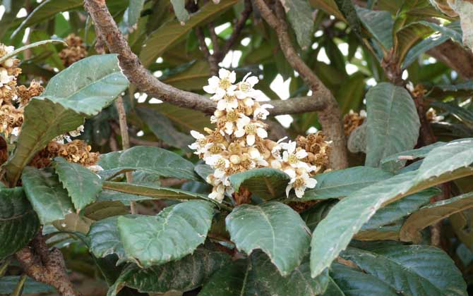 枇杷什么時(shí)候開花? 枇杷