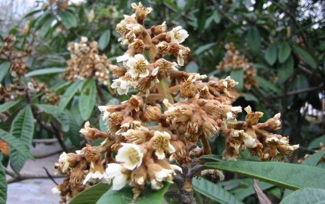 枇杷什么時(shí)候開花? 枇杷