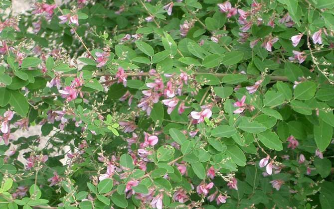 胡枝子什么時候開花? 胡枝子