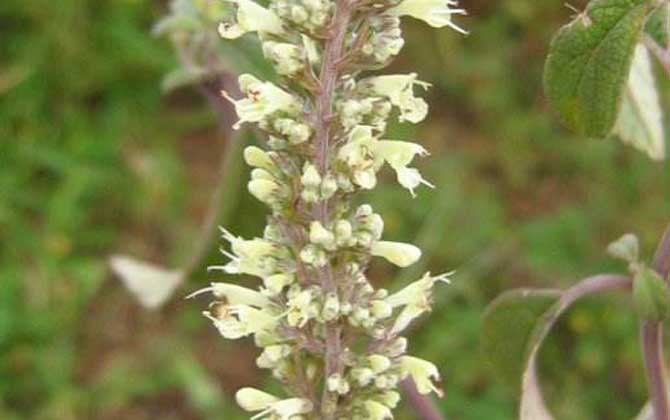 野壩子什么時候開花? 野壩子