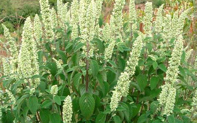 野壩子什么時候開花? 野壩子