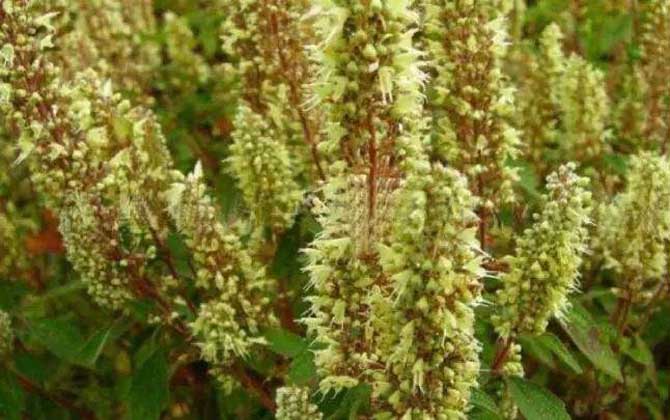 野壩子什么時候開花? 野壩子