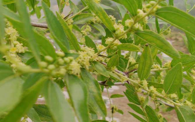 棗樹什么時候開花? 棗樹