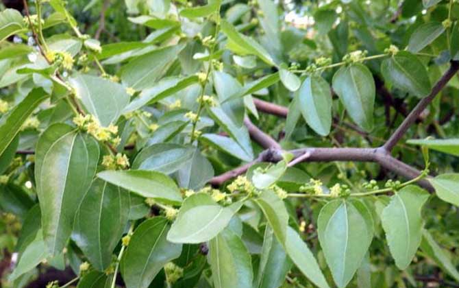 棗樹什么時候開花? 棗樹