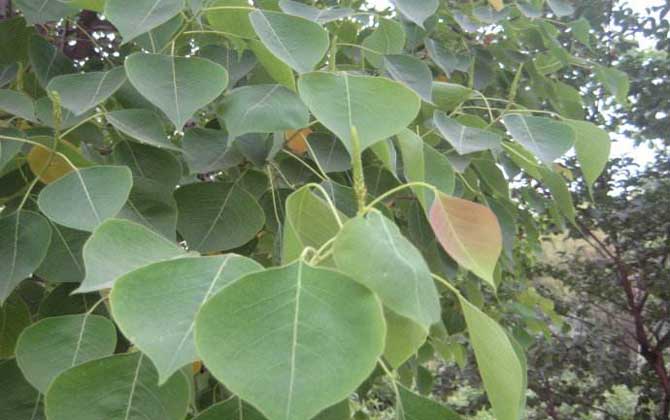 烏桕樹什么時候開花? 烏桕樹