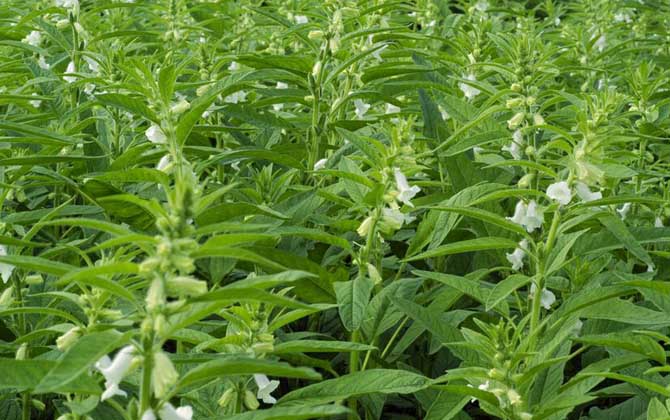 芝麻什么時(shí)候開(kāi)花? 芝麻