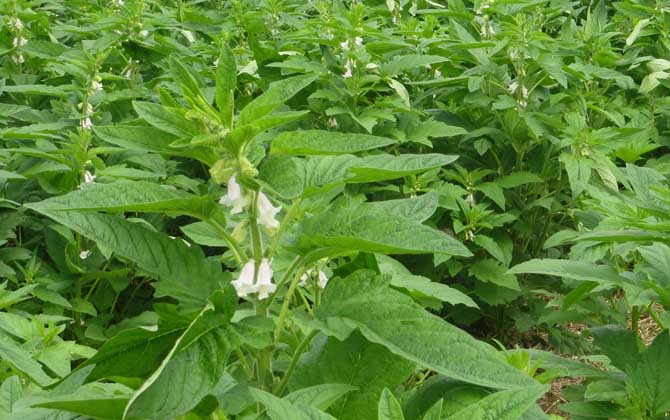芝麻什么時(shí)候開(kāi)花? 芝麻