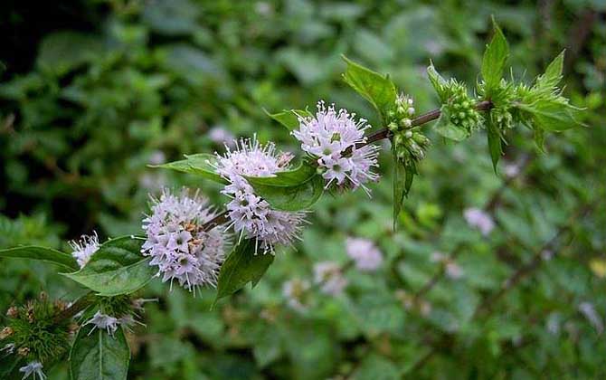 薄荷什么時候開花? 薄荷