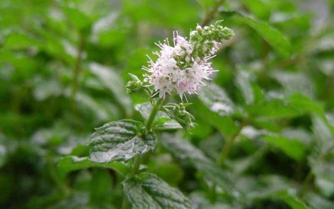 薄荷什么時候開花? 薄荷