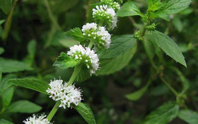薄荷什么時候開花? 薄荷