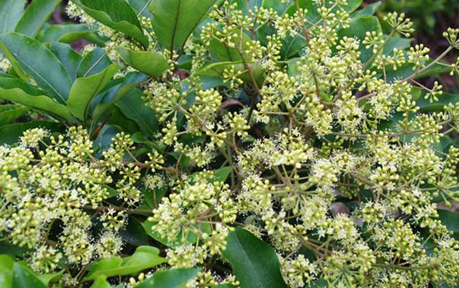 鴨腳木什么時候開花? 鴨腳木