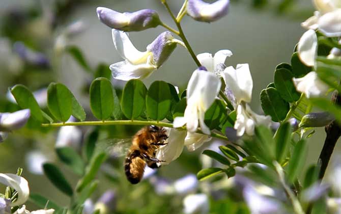 狼牙刺什么時候開花? 狼牙刺