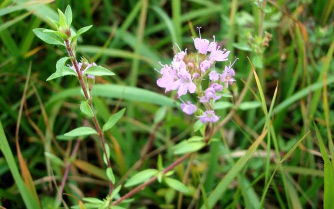 百里香什么時候開花? 百里香