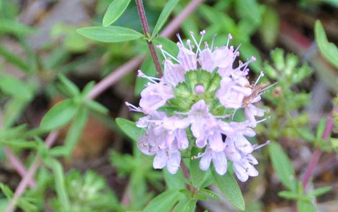 百里香什么時候開花? 百里香