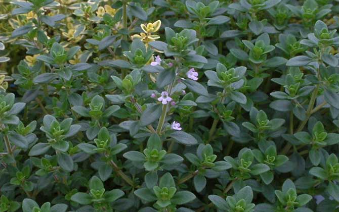 百里香什么時候開花? 百里香