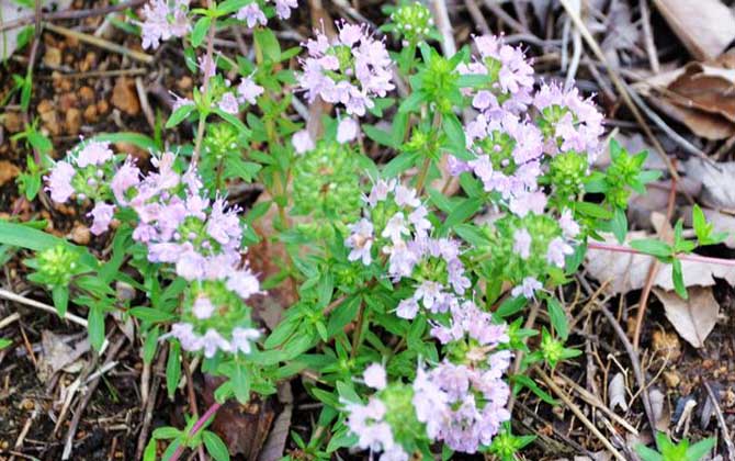 百里香什么時候開花? 百里香