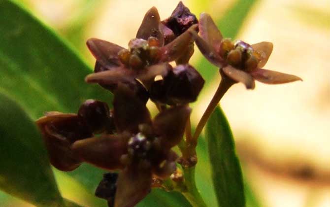 老瓜頭什么時(shí)候開花? 老瓜頭