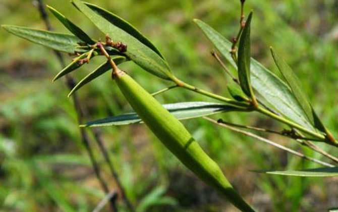 老瓜頭什么時(shí)候開花? 老瓜頭