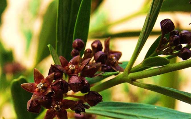 老瓜頭什么時(shí)候開花? 老瓜頭